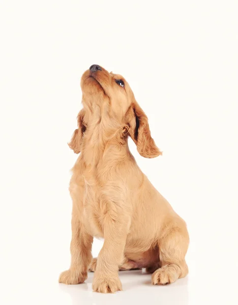 Chien chiot triste isolé sur fond blanc — Photo