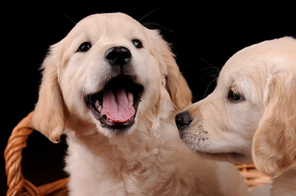Piękny Labrador retriever psy — Zdjęcie stockowe