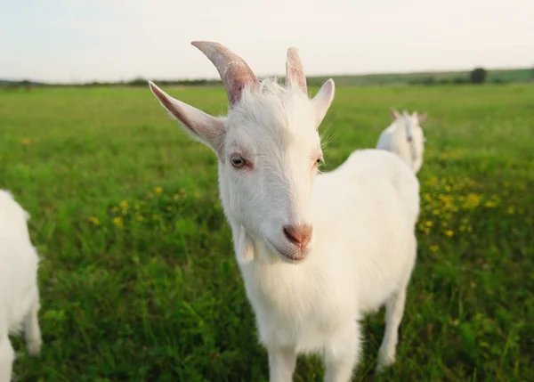 Goatling na zelené trávě — Stock fotografie