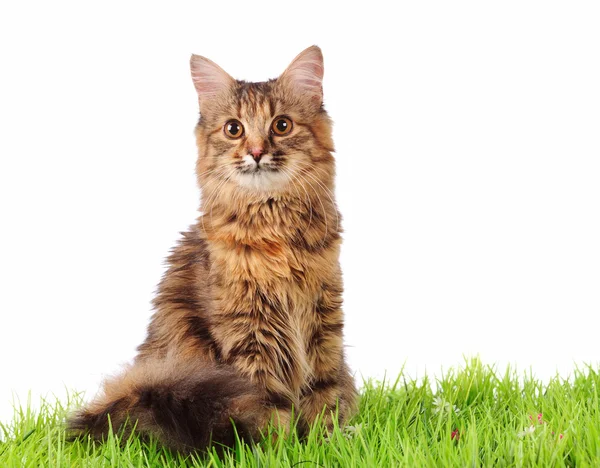 Gato na grama verde — Fotografia de Stock