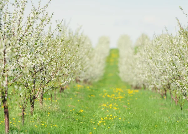 Giardino fiorito con fiore bianco — Foto Stock