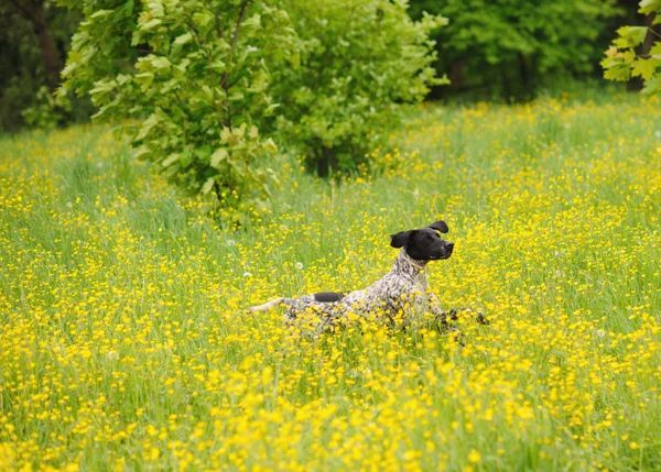 Perro feliz corriendo a través de un prado con mariposas — Foto de Stock