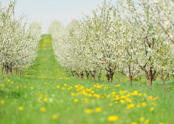 Blommande trädgård med vit Blom — Stockfoto