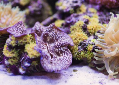 büyük balık çeşitli sualtı resimle