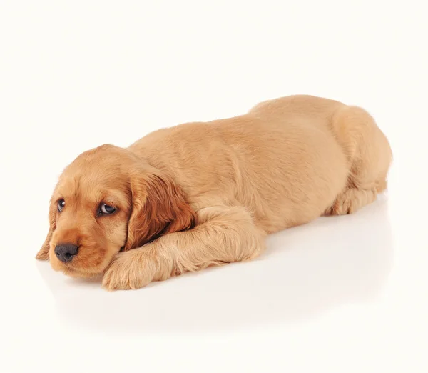 Sad puppy dog — Stock Photo, Image