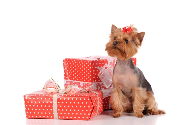 Funny york dog in the studio — Stock Photo, Image