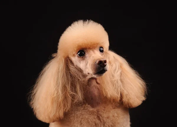 Pequeño perro aislado sobre fondo negro — Foto de Stock