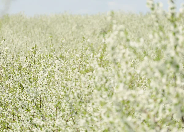 Çiçek Bahçe Beyaz bloom ile — Stok fotoğraf