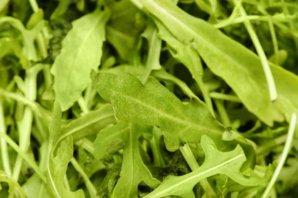 Arugula (salat) på svart bakgrunn – stockfoto