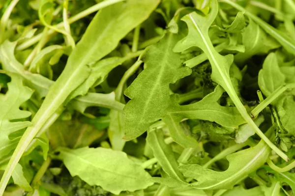 Arugula (salad) on black background — Stock Photo, Image