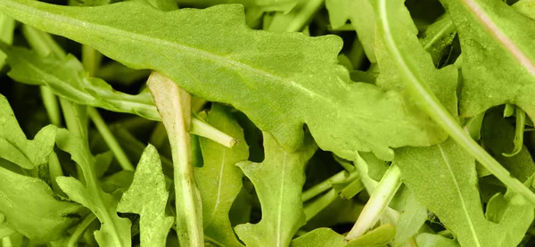 Arugula (salad) pada latar belakang hitam — Stok Foto