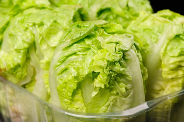 Frischer grüner Salat aus nächster Nähe — Stockfoto