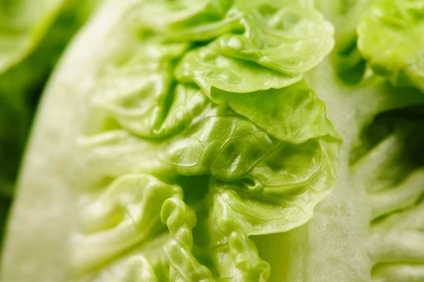 Close-up van frisse groene salade — Stockfoto