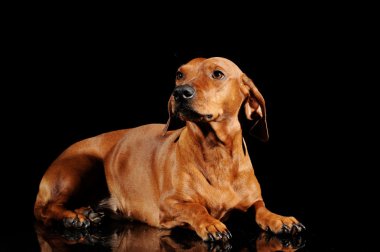 siyah arka plan üzerinde izole kahverengi dachshund köpek