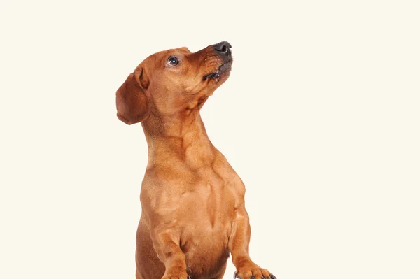 Beyaz arka plan üzerinde izole kahverengi dachshund köpek — Stok fotoğraf