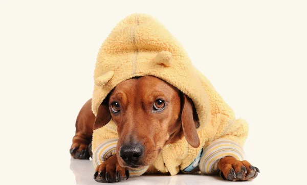 Perro salchicha marrón aislado sobre fondo blanco — Foto de Stock