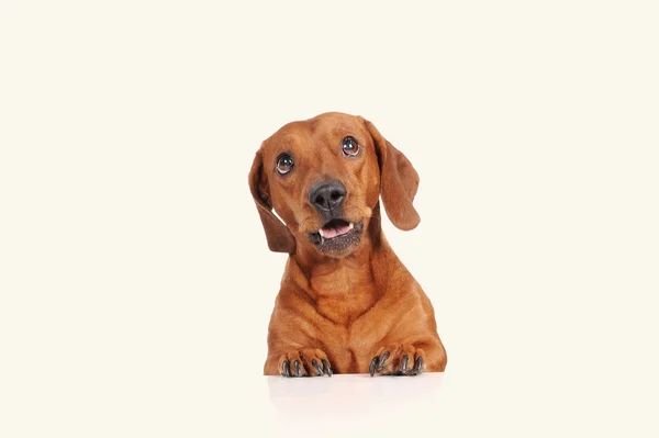 Perro salchicha marrón aislado sobre fondo blanco — Foto de Stock