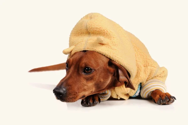 Chien marron teckel isolé sur fond blanc — Photo