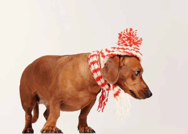 腊肠狗的狗穿成的帽子和围巾 — 图库照片