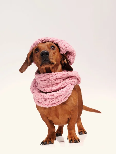 Jamnik pies ubrany w kapelusz i szalik — Zdjęcie stockowe