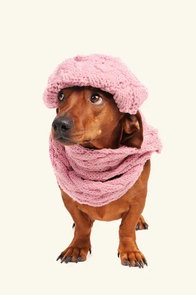 Cane bassotto vestito in cappello e sciarpa isolato — Foto Stock