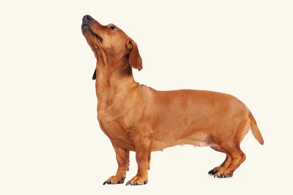 Beyaz arka plan üzerinde izole kahverengi dachshund köpek — Stok fotoğraf