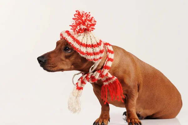 Dackelhund mit Hut und Schal — Stockfoto