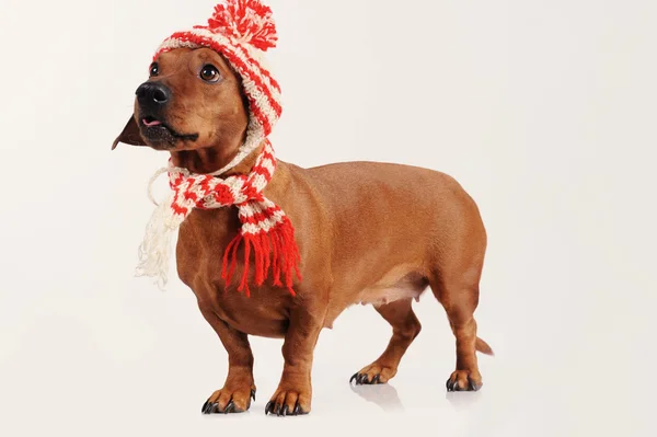 Jamnik pies ubrany w kapelusz i szalik — Zdjęcie stockowe
