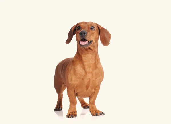 棕色腊肠狗狗被隔绝在白色背景 — 图库照片