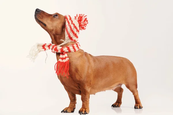 帽子とスカーフに身を包んだダックスフント犬 — ストック写真