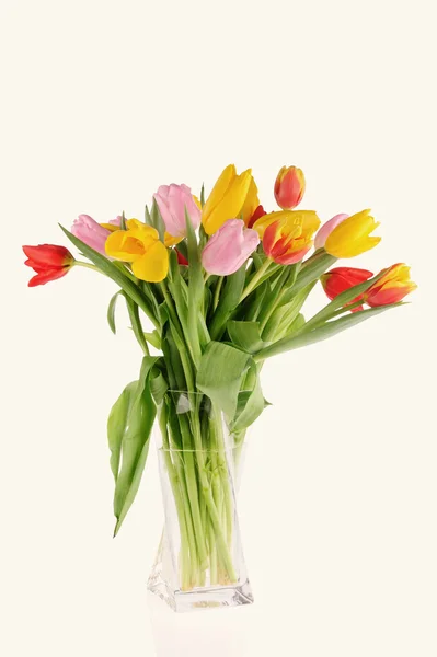 Tulpen in de studio — Stockfoto