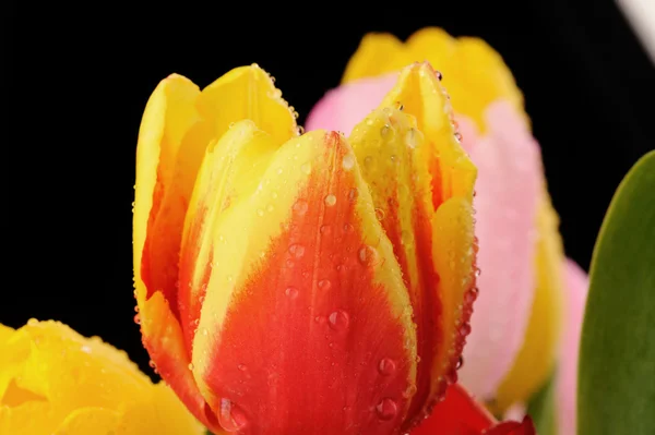 Tulipes en studio close-up — Photo