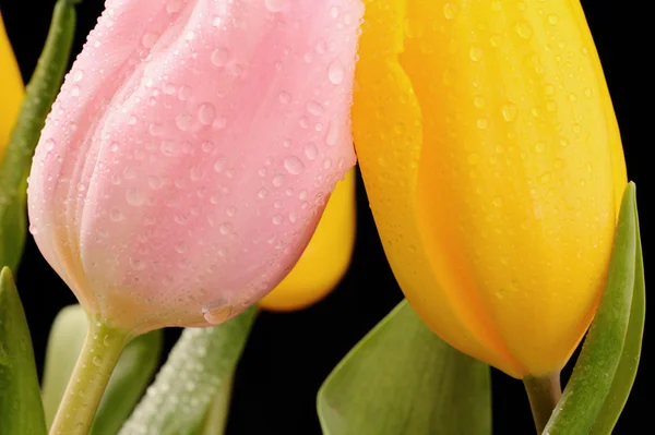 Tulpen in de studio close-up — Stockfoto