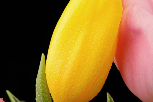 Tulpen in de studio close-up — Stockfoto