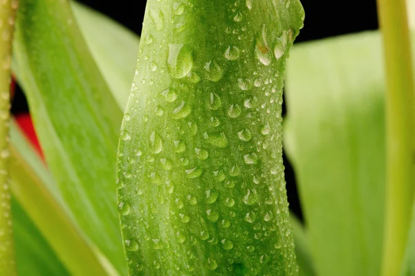 Tulpen blad in de studio close-up — Stockfoto