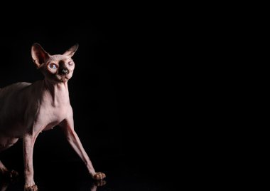  Sphynx kedi siyah arka plan üzerinde