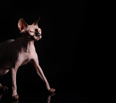 Sphynx kedi siyah arka plan üzerinde