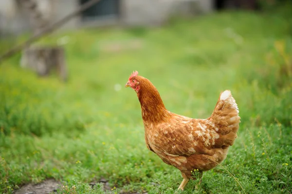 Hen on the green grass — Stock Photo, Image