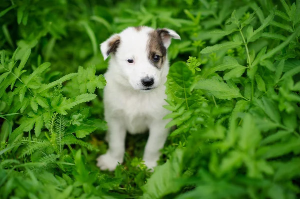 Cachorro perro sentado en la hierba verde —  Fotos de Stock