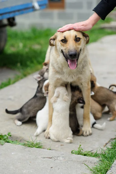 Mather cane nutrire è cuccioli — Foto Stock