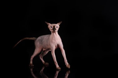  Sphynx kedi siyah arka plan üzerinde