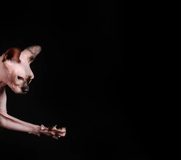 Gato sphynx sobre fondo negro —  Fotos de Stock