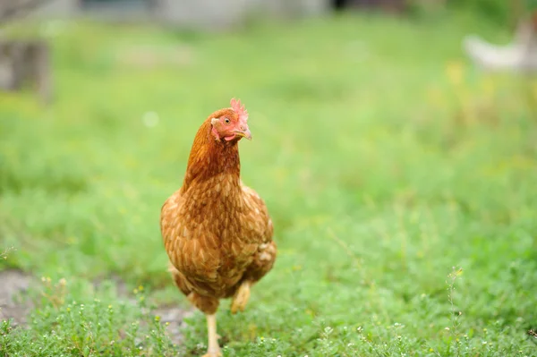 母鸡在绿色的草地上 — 图库照片