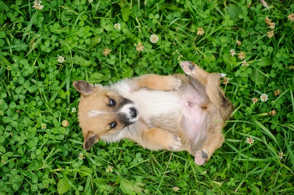 Щенок собака на зеленой траве — стоковое фото