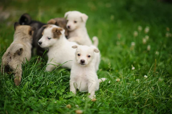 Chiot chien n l'herbe verte — Photo