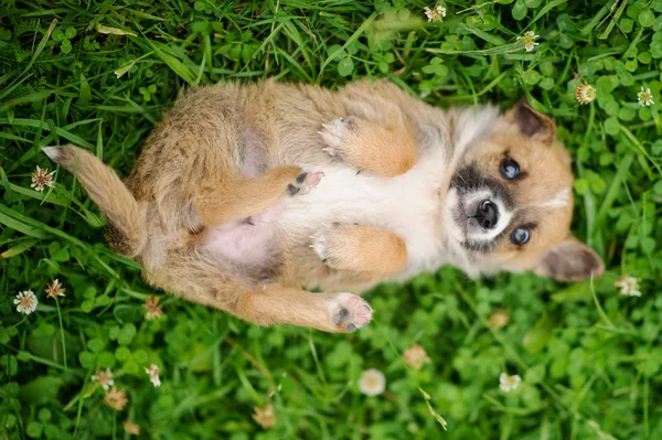 Cachorro cão n a grama verde — Fotografia de Stock