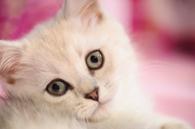 komik kedi ile arka plan bulanık