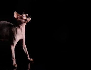  Sphynx kedi siyah arka plan üzerinde