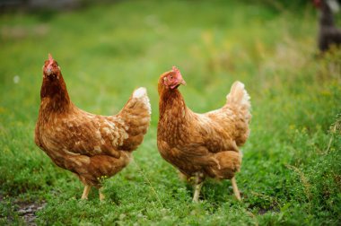 Tavuk yeşil arka plan bulanık