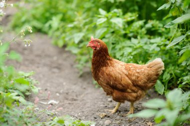 Tavuk yeşil arka plan bulanık